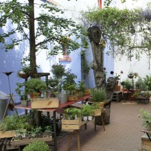 Umgebung - Cafe Ole, Übernachtung in Ferienwohnung in Dresden - Neustadt